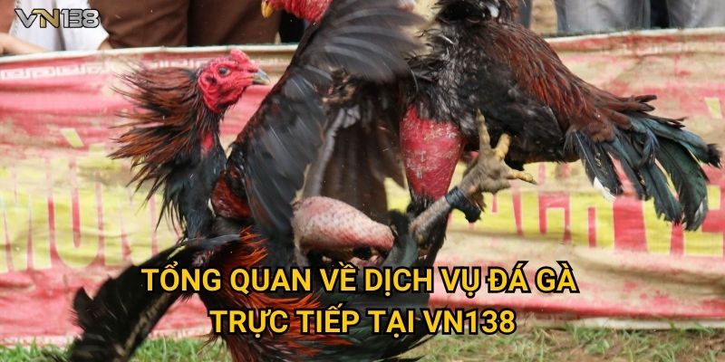 Đá Gà Trực Tiếp Vn138 – Trải Nghiệm Kịch Tính Hấp Dẫn 2 Tổng quan về dịch vụ đá gà trực tiếp tại Vn138