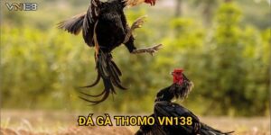 Đá Gà Thomo Vn138 – Trận Đấu Gay Cấn Từ Trường Gà Campuchia