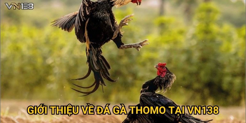 Giới thiệu về đá gà Thomo tại Vn138