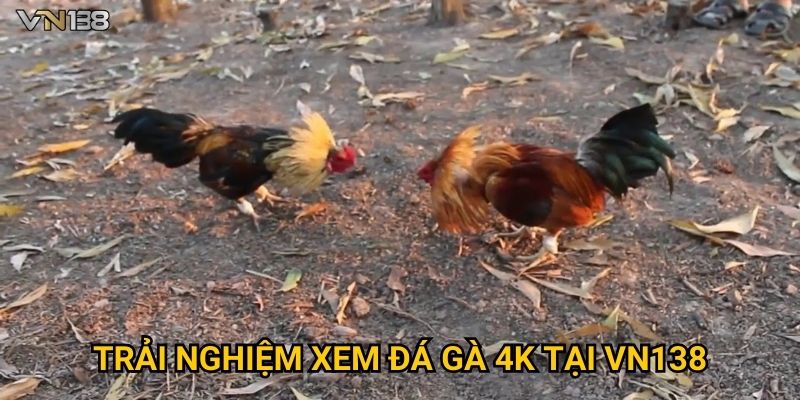 Đá Gà 4K Vn138 – Xem Trận Đấu Siêu Nét Không Giật Lag 2 Trải nghiệm xem đá gà 4K tại Vn138