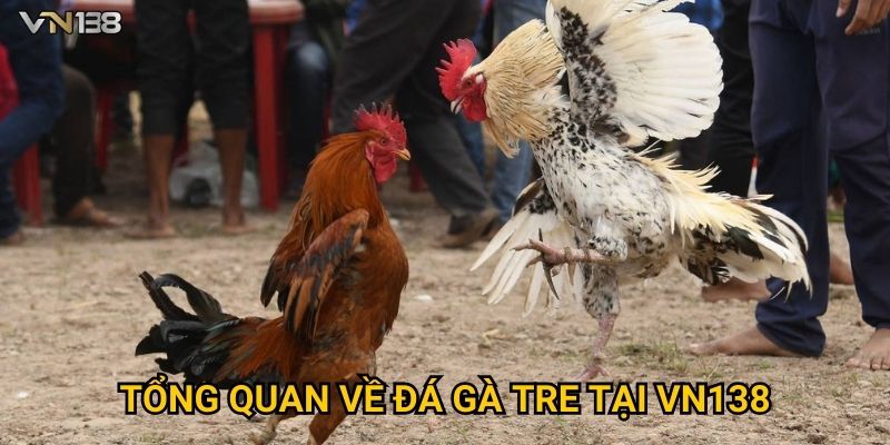 Tổng quan về đá gà tre tại Vn138